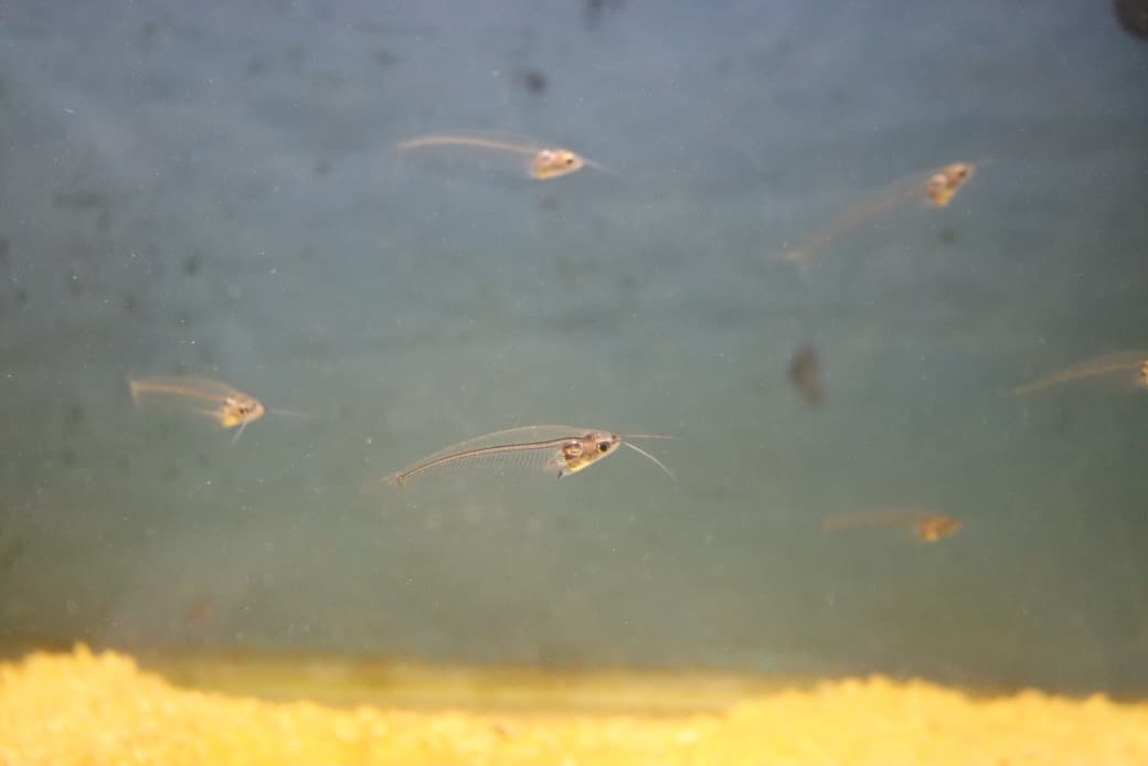 Glass Fish